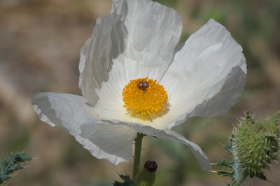 Argemone pleiacantha, photographed by Robert Webster