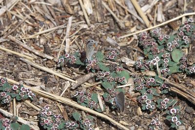 Euphorbia albomarginata, photographed by Robert Webster