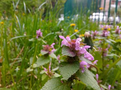 Lamium purpureum, photographed by pratvmvmbrosvm