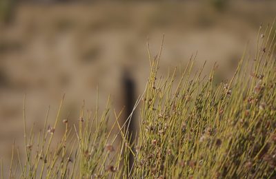 Ephedra trifurca, photographed by Robert Webster
