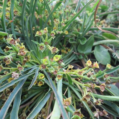Euphorbia silenifolia, photographed by Di Turner