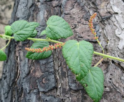 Acalypha capensis, photographed by Di Turner