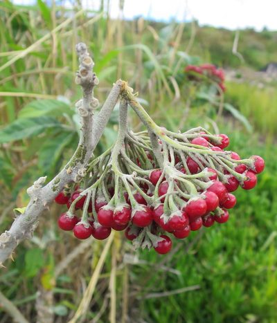 Solanum giganteum, photographed by Di Turner