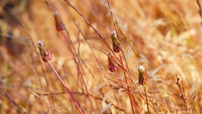 Agoseris grandiflora