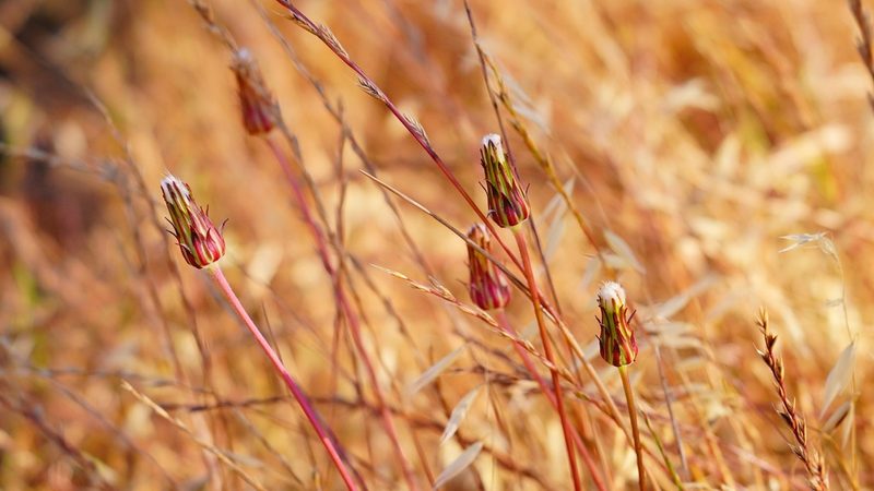 Agoseris grandiflora, photographed by Michael Warner