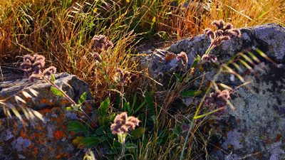 Phacelia californica