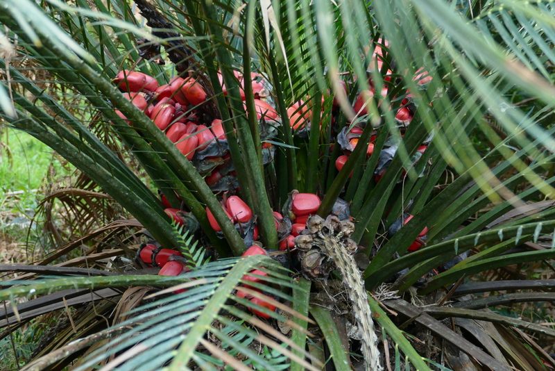 Macrozamia communis, photographed by coenobita