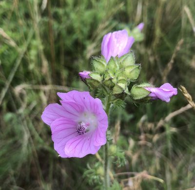 Malva moschata, photographed by Jochen Essig
