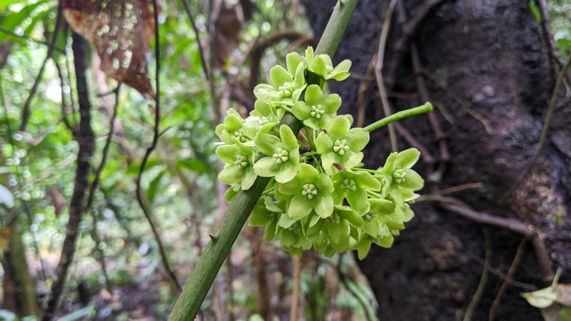 Stephanotis volubilis, photographed by Cheng-Te Hsu