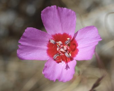 Clarkia rubicunda, photographed by Cricket Raspet