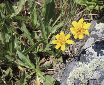 Wyethia angustifolia, photographed by Cricket Raspet