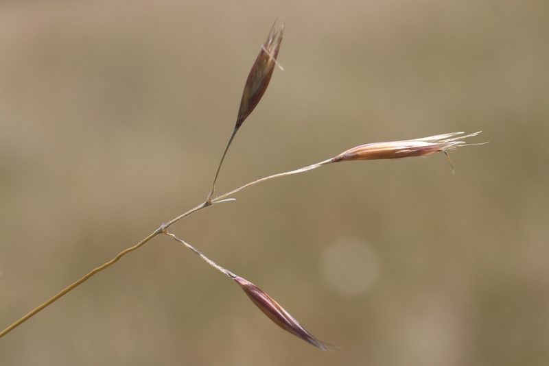 Danthonia californica, photographed by Cricket Raspet