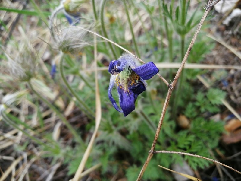Pulsatilla ambigua, photographed by Roman A. Lagazyuk (Роман А. Лагазюк)