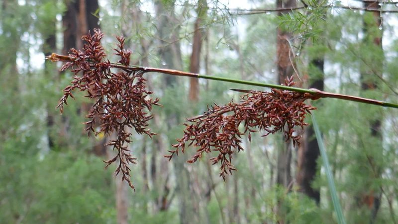 Lepidosperma elatius, photographed by Brendan McIntyre