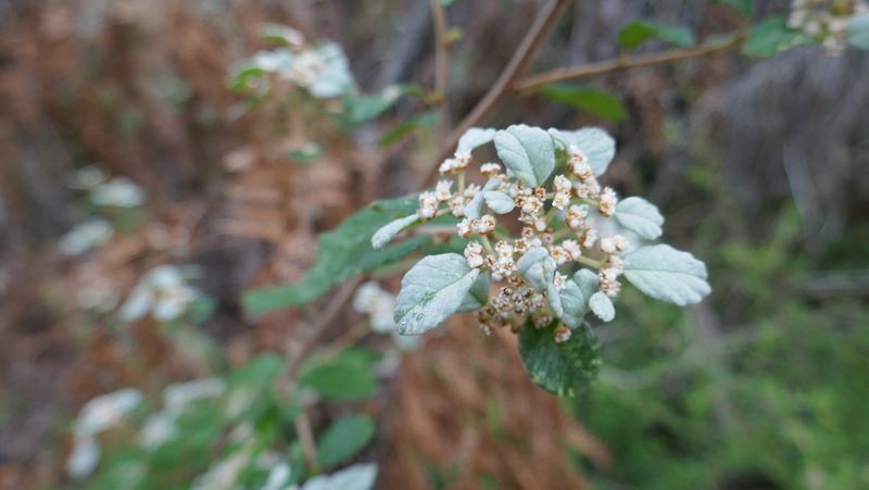 Cryptandra parvifolia, photographed by Brendan McIntyre