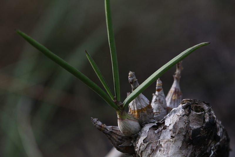 Dendrobium canaliculatum, photographed by Hugo Innes