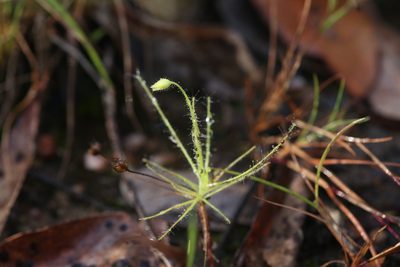Byblis liniflora, photographed by Hugo Innes