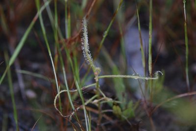 Drosera serpens, photographed by Hugo Innes
