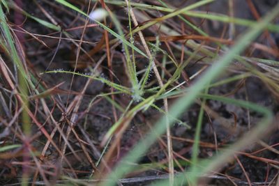 Byblis liniflora, photographed by Hugo Innes