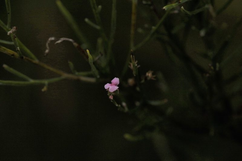 Jacksonia thesioides, photographed by Hugo Innes