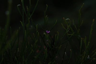 Jacksonia thesioides, photographed by Hugo Innes