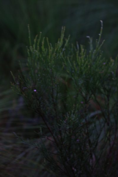 Jacksonia thesioides, photographed by Hugo Innes