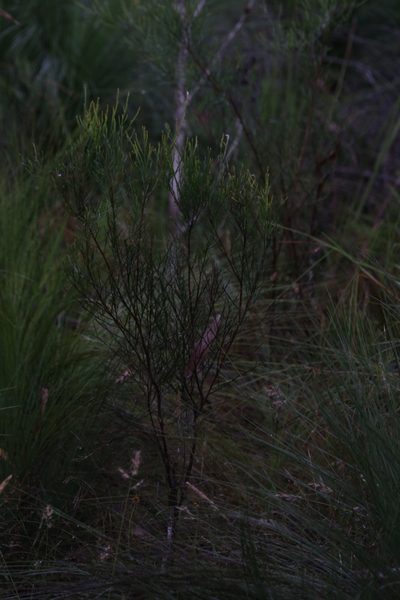 Jacksonia thesioides, photographed by Hugo Innes