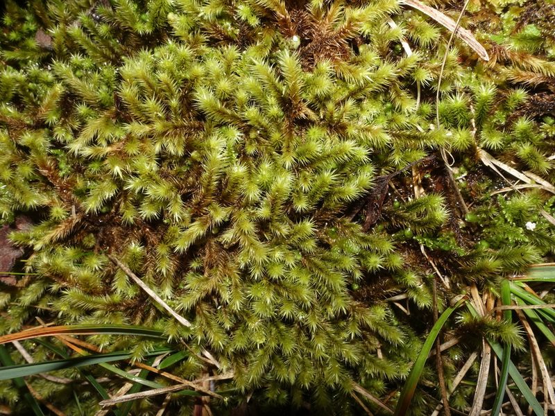 Breutelia chrysocoma, photographed by Jamie O'Neill