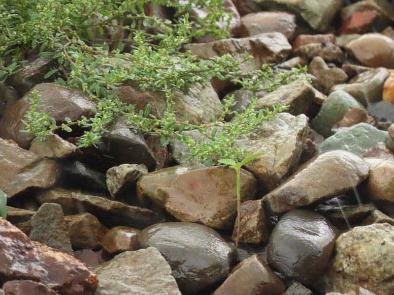 Polygonum plebeium, photographed by chiuluan