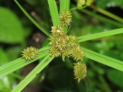 Cyperus cyperoides, photographed by chiuluan