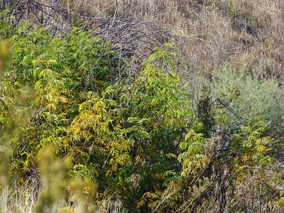 Gleditsia triacanthos, photographed by Shaun Swanepoel