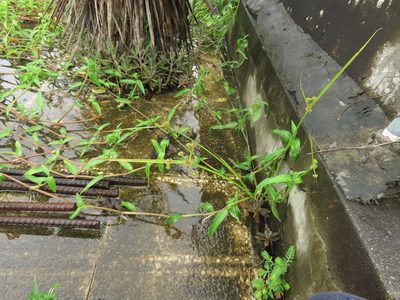 Cyperus difformis, photographed by chiuluan