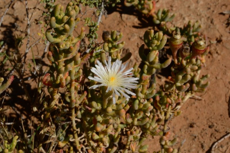 Mesembryanthemum tetragonum, photographed by Ricus Nel