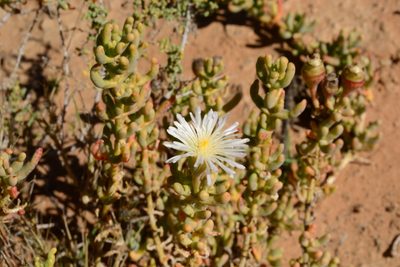 Mesembryanthemum tetragonum, photographed by Ricus Nel