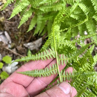 Athyrium angustum, photographed by Jamie VanBuskirk