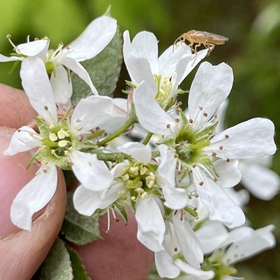 Amelanchier canadensis, photographed by Jamie VanBuskirk