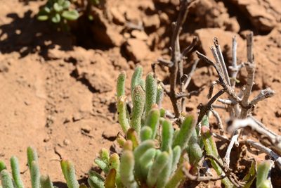 Mesembryanthemum nodiflorum, photographed by Ricus Nel
