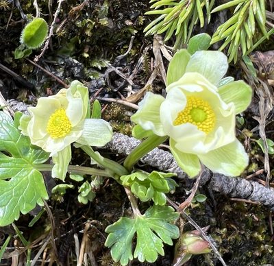 Ranunculus alpestris, photographed by Alexandra Gillespie