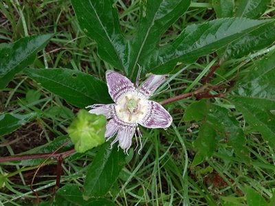 Passiflora incarnata, photographed by grannysmith
