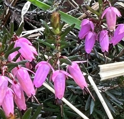 Erica carnea, photographed by Alexandra Gillespie