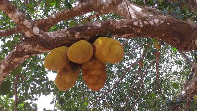 Artocarpus heterophyllus, photographed by Lucy Keith-Diagne