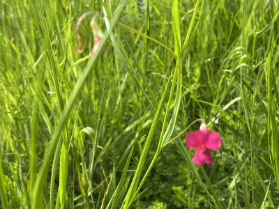 Lathyrus nissolia, photographed by David Lazarus