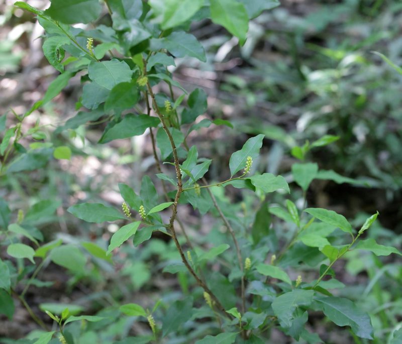 Ditrysinia fruticosa, photographed by Lauren McLaurin