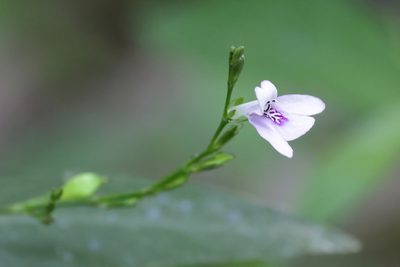 Dianthera ovata, photographed by Lauren McLaurin