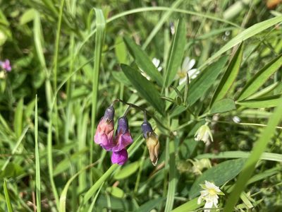 Lathyrus linifolius, photographed by Lee
