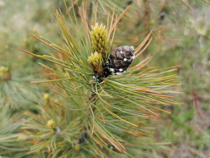 Pinus pumila, photographed by Валерия Ковалева