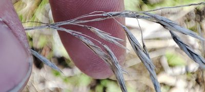 Bromus inermis, photographed by Yurii Basov