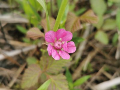 Rubus arcticus, photographed by Валерия Ковалева