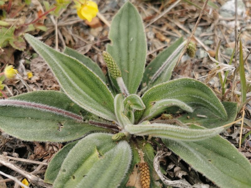 Plantago camtschatica, photographed by Валерия Ковалева