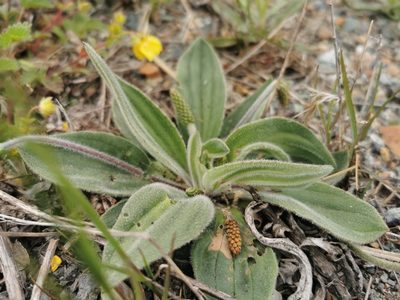 Plantago camtschatica, photographed by Валерия Ковалева